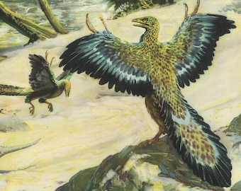 1960 ARCHAEOPTERYX DINOSAUR Print - Prehistoric Animals Print - Paleoart - Dinosaur Decoration - 63 Years Old - 13.5 x 9.75 Inches