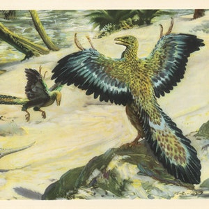 1960 ARCHAEOPTERYX DINOSAUR Print - Prehistoric Animals Print - Paleoart - Dinosaur Decoration - 63 Years Old - 13.5 x 9.75 Inches
