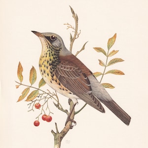 1960 FIELDFARE Bird Print - Vintage Bird Print - Bird Illustration - Bird Wall Art - Bird Decor - 7.5 x 10.6 Inches