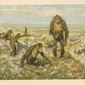 May include: A vintage illustration depicting early hominids in a landscape. Several figures are shown, some standing and others interacting with tools and bones. The scene is set against a backdrop of hills and a cloudy sky.