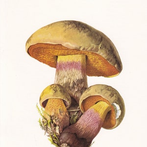 1960 LURID BOLETE MUSHROOM Print Mushroom Wall Art Cottagecore Suillellus luridus Mushroom Decor 7.5 x 10.6 Inches image 1