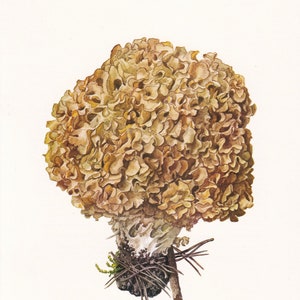 1960s CAULIFLOWER FUNGUS Print - Mushroom Wall Art - Fungi Illustration - Cottagecore - Mushroom Decor  - 7.5 x 10.6 Inches