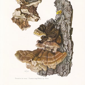 1960s TRAMETES TROGII FUNGUS Print - Mushroom Wall Art - Mushroom Illustration - Cottagecore - Mushroom Decor - 7.5 x 10.6 Inches