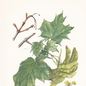 1960 NORWAY MAPLE Tree Print - Botanical Print - Botanical Illustration - Tree Wall Art - Vintage Tree Print  - 7.5 x 10.6 Inches