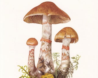 1960 REDBANDED WEBCAP MUSHROOM Print - Mushroom Wall Art - Cottagecore - Cortinarius armillatus - Mushroom Decor - 7.5 x 10.6 Inches