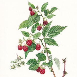 Botanical Name For Raspberry 1974 RASPBERRY Print - Botanical Print - Flower Illustration - Plant ...