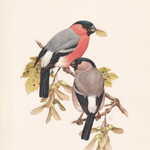 1960  BULLFINCH Bird Print - Vintage Bird Print - Bird Illustration - Bird Wall Art - Bird Decor - 7.5 x 10.6 Inches