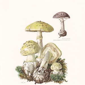 1960s FALSE DEATHCAP MUSHROOM Print - Mushroom Wall Art - Cottagecore - Amanita citrina - Mushroom Decor  - 7.5 x 10.6 Inches