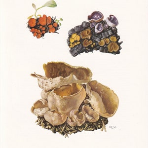 1960s BLISTERED CUP FUNGUS Print - Mushroom Wall Art - Fungi Illustration - Cottagecore - Mushroom Decor  - 7.5 x 10.6 Inches