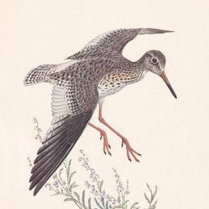 1960 COMMON REDSHANK Bird Print - Vintage Bird Print - Bird Illustration - Bird Wall Art - Bird Decor - 7.5 x 10.6 Inches