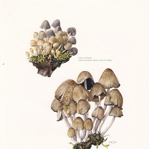 1960s GLISTENING INKCAP MUSHROOM Print - Mushroom Wall Art - Wall Art - Coprinus micaceus - Mushroom Decor  - 7.5 x 10.6 Inches