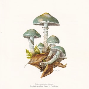 1960s DESTROYING ANGEL MUSHROOM Print - Mushroom Wall Art