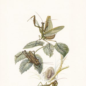1960 EUROPEAN MANTIS Print - Vintage Insect Print - Bugs Illustration - Insect Wall Art - Vintage Entomology Print - 7.5 x 10.6 Inches
