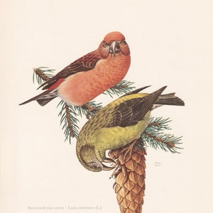 1960 RED CROSSBILL Bird Print - Vintage Bird Print - Bird Illustration - Bird Wall Art - Bird Decor - 7.5 x 10.6 Inches