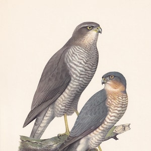 1960  SPARROWHAWK Bird Print - Vintage Bird Print - Bird Illustration - Bird Wall Art - Bird Decor - 7.5 x 10.6 Inches