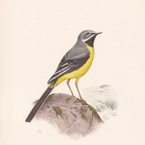 1960 GREY WAGTAIL Bird Print - Vintage Bird Print - Bird Illustration - Bird Wall Art - Bird Decor - 7.5 x 10.6 Inches