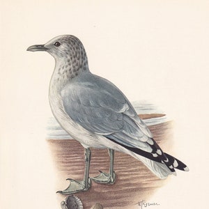 1960 COMMON GULL Bird Print - Vintage Bird Print - Bird Illustration - Bird Wall Art - Bird Decor - 7.5 x 10.6 Inches