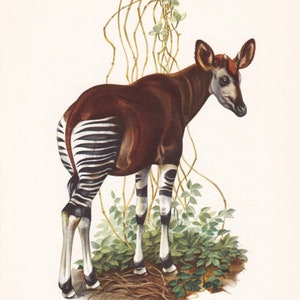May include: Watercolor illustration of an okapi, a mammal with a brown body, zebra-striped legs, and a light-colored face. The okapi stands near green foliage and vines. The artwork is signed and includes the text "L'OKAPI - Okapia johnstoni".