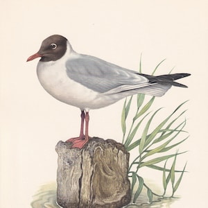 1960 BLACK-HEADED GULL Bird Print - Vintage Bird Print - Bird Illustration - Bird Wall Art - Bird Decor - 7.5 x 10.6 Inches