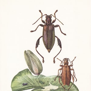 1960 LEAF BEETLE Print - Vintage Insect Print - Bugs Illustration - Insect Wall Art - Vintage Entomology Print - 7.5 x 10.6 Inches