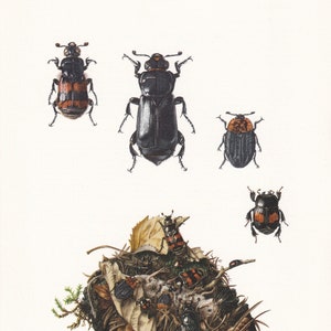 1960 BURYING BEETLE Print - Vintage Insect Print - Bugs Illustration - Insect Wall Art - Vintage Entomology Print - 7.5 x 10.6 Inches