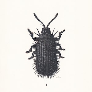 1960 LEAF BEETLE Print - Vintage Insect Print - Bugs Illustration - Insect Wall Art - Vintage Entomology Print - 7.5 x 10.6 Inches