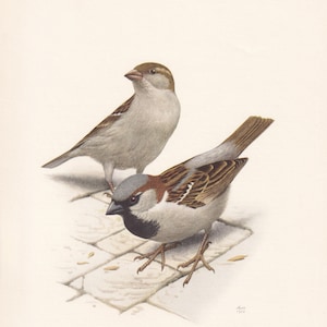 1960 HOUSE SPARROW Print - Vintage Bird Print - Bird Illustration - Bird Wall Art - Bird Decor - 7.5 x 10.6 Inches
