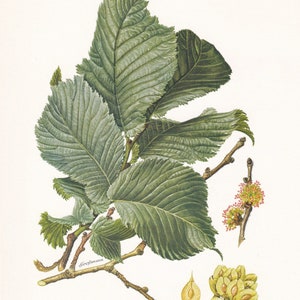 1960 SCOTCH ELM TREE Print - Botanical Print - Botanical Illustration - Tree Wall Art - Vintage Tree Print  - 7.5 x 10.6 Inches