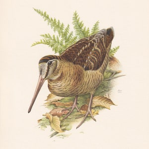 1960  WOODCOCK Bird Print - Vintage Bird Print - Bird Illustration - Bird Wall Art - Bird Decor - 7.5 x 10.6 Inches