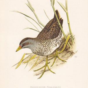1960 SPOTTED CRAKE Bird Print - Vintage Bird Print - Bird Illustration - Bird Wall Art - Bird Decor - 7.5 x 10.6 Inches