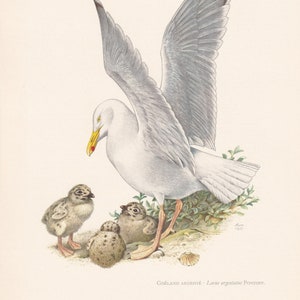 1960  HERRING GULL Bird Print - Vintage Bird Print - Bird Illustration - Bird Wall Art - Bird Decor - 7.5 x 10.6 Inches