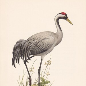 1960 COMMON CRANE Bird Print - Vintage Bird Print - Bird Illustration - Bird Wall Art - Bird Decor - 7.5 x 10.6 Inches
