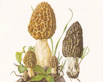 1960 YELLOW MOREL Print - Mushroom Wall Art - Fungi Illustration - Cottagecore - Mushroom Decor  - 7.5 x 10.6 Inches