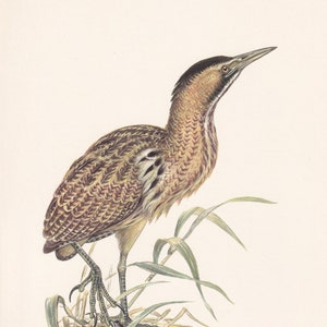 1960  BITTERN Bird Print - Vintage Bird Print - Bird Illustration - Bird Wall Art - Bird Decor - 7.5 x 10.6 Inches