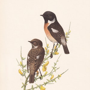 1960  STONECHAT Bird Print - Vintage Bird Print - Bird Illustration - Bird Wall Art - Bird Decor - 7.5 x 10.6 Inches