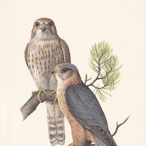 1960 MERLIN FALCON Bird Print - Vintage Bird Print - Bird Illustration ...