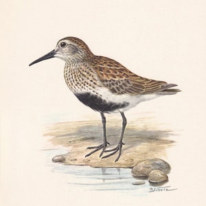 1960年 DUNLIN 鳥のプリント - ヴィンテージ 鳥のプリント - 鳥のイラスト - 鳥の壁アート - 鳥の装飾 - 7.5 x 10.6インチ