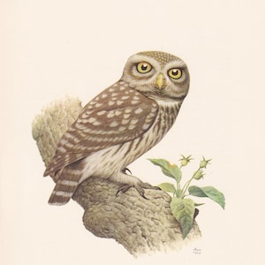 1960 LITTLE OWL Bird Print - Vintage Bird Print - Bird Illustration - Bird Wall Art - Bird Decor - 7.5 x 10.6 Inches
