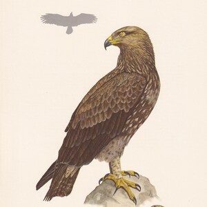 1960 LESSER SPOTTED EAGLE Bird Print - Vintage Bird Print - Bird Illustration - Bird Wall Art - Bird Decor - 7.5 x 10.6 Inches