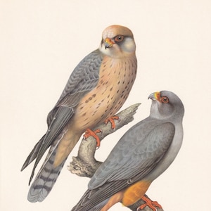 1960 RED-FOOTED FALCON Bird Print - Vintage Bird Print - Bird Illustration - Bird Wall Art - Bird Decor - 7.5 x 10.6 Inches