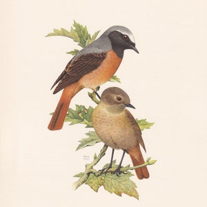 1960 COMMON REDSTART Bird Print - Vintage Bird Print - Bird Illustration - Bird Wall Art - Bird Decor - 7.5 x 10.6 Inches