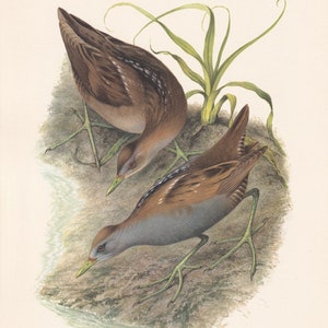 1960 LITTLE CRAKE Bird Print - Vintage Bird Print - Bird Illustration - Bird Wall Art - Bird Decor - 7.5 x 10.6 Inches