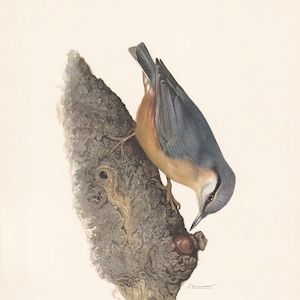 1960  NUTHATCH Bird Print - Vintage Bird Print - Bird Illustration - Bird Wall Art - Bird Decor - 7.5 x 10.6 Inches