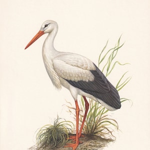 1960 WHITE STORK Bird Print - Vintage Bird Print - Bird Illustration - Bird Wall Art - Bird Decor - 7.5 x 10.6 Inches