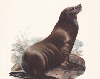 1960 CALIFORNIA SEA LION Print - Vintage Animal Print - Animal Illustration - Animal Wall Art - Vintage Mammal Print - 7.5 x 10.6 Inches