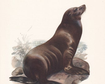 1960 CALIFORNIA SEA LION Print - Vintage Animal Print - Wildlife Illustration - Animal Wall Art - Vintage Mammal Print - 7.5 x 10.6 Inches