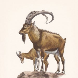 1960 WILD GOAT Print - Vintage Animal Print - Animal Illustration - Animal Wall Art - Vintage Mammal Print - 7.5 x 10.6 Inches