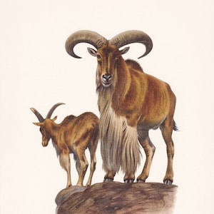 1960 BARBARY SHEEP Print - Vintage Animal Print - Animal Illustration - Animal Wall Art - Vintage Mammal Print - 7.5 x 10.6 Inches
