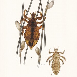 May include: A detailed illustration of two lice, one brown and one light brown, with long legs and antennae. The lice are depicted on a white background with thin black lines.
