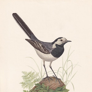1960 WHITE WAGTAIL Bird Print - Vintage Bird Print - Bird Illustration - Bird Wall Art - Bird Decor - 7.5 x 10.6 Inches